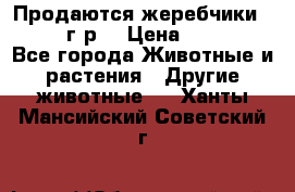 Продаются жеребчики 14,15 16 г.р  › Цена ­ 177 000 - Все города Животные и растения » Другие животные   . Ханты-Мансийский,Советский г.